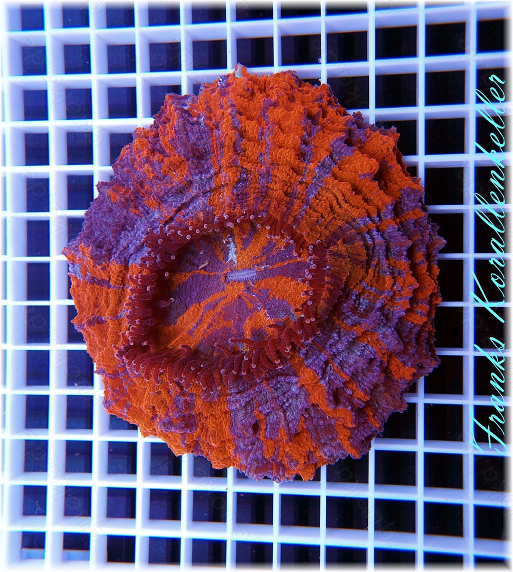 Acanthophyllia deshayesiana, Meerwasser, Korallen, Korallenableger deutsche Nachzuchten