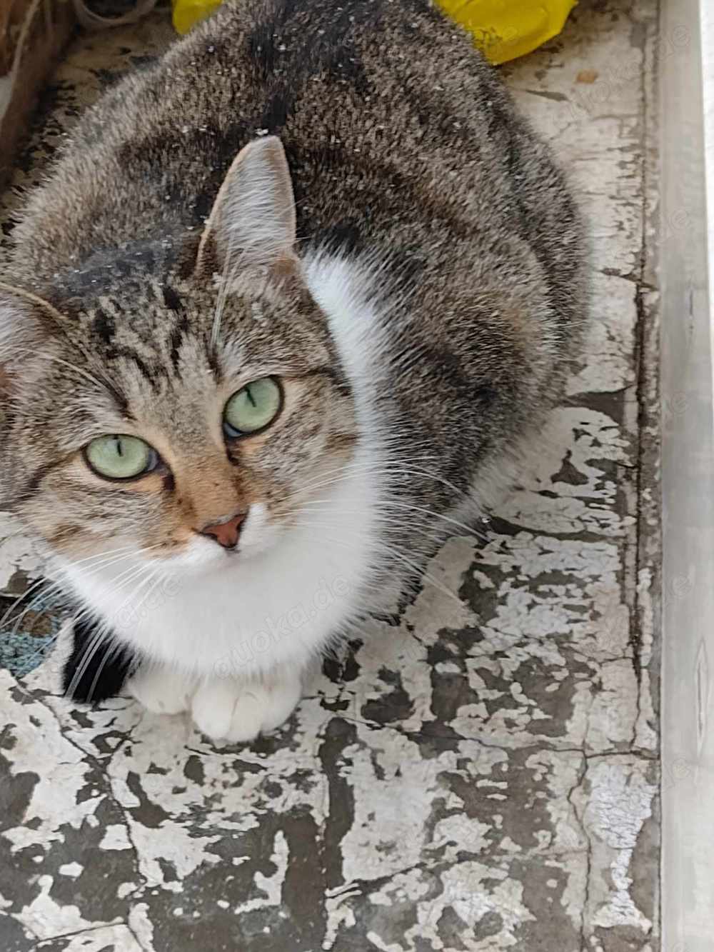 Daria, liebe Katze, weiblich, 2 J., kastriert 