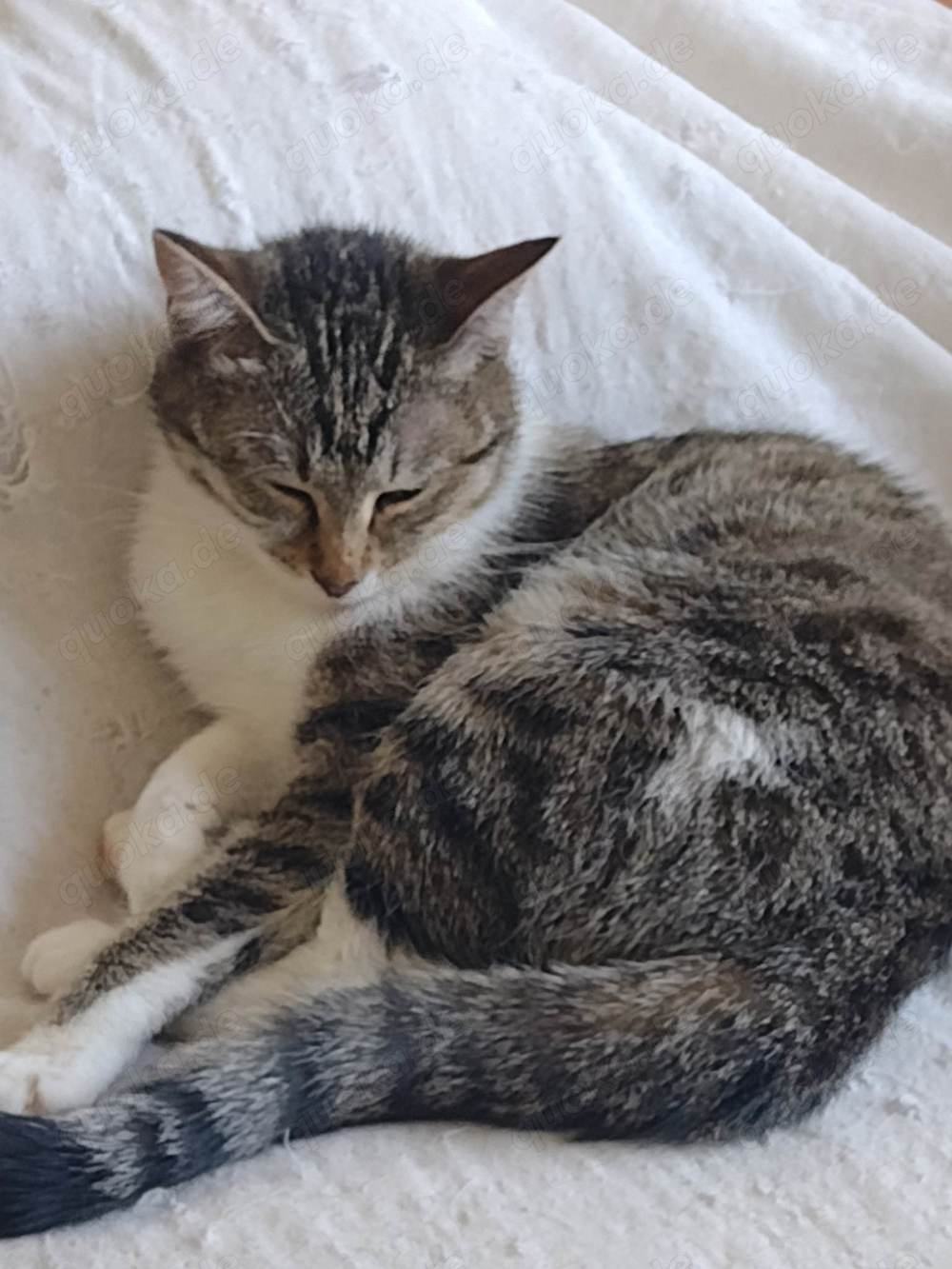 Daria, liebe Katze, weiblich, 3 J., kastriert 