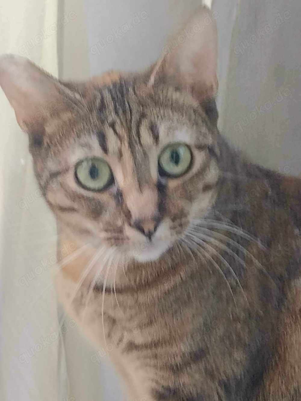 Toni, süße Katze, weibl., 3 J., kastriert 