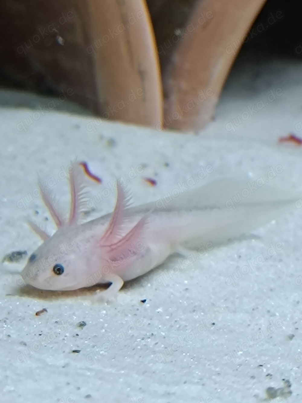 Axolotl , Jungtiere , eigene Zucht 