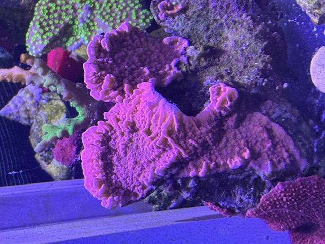 Meerwasser Korallen SPS LPS