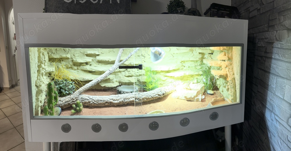 Zwergbartagame + Reptilien Terrarium Lucky Reptile Furni 120x50x50cm