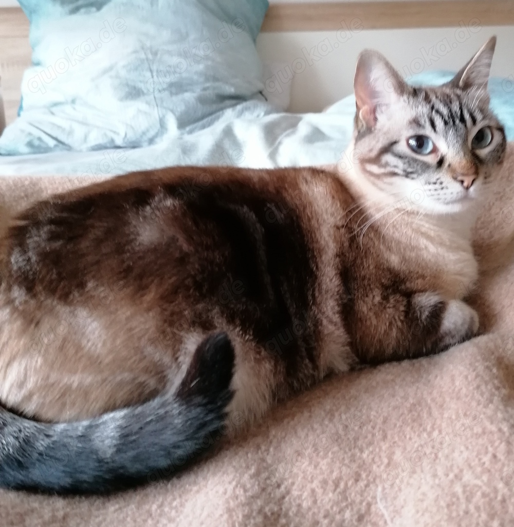Siam- Mix- Katze - Augenfarbe: "blau" - weiblich -  4 Jahre in Einzelhaltung abzugeben