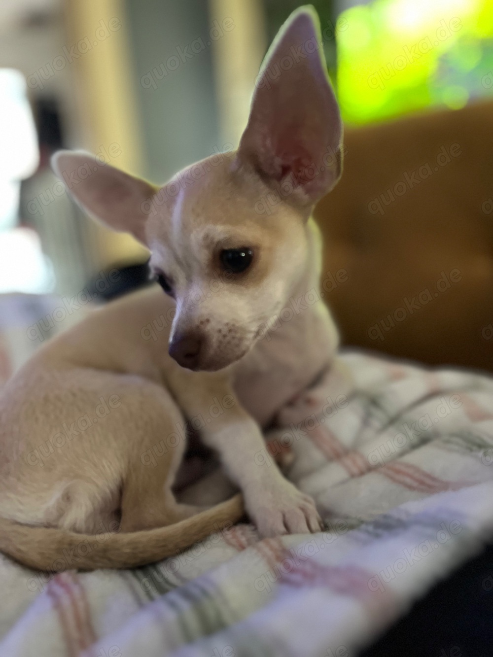 Chihuahua Rüde Rocky