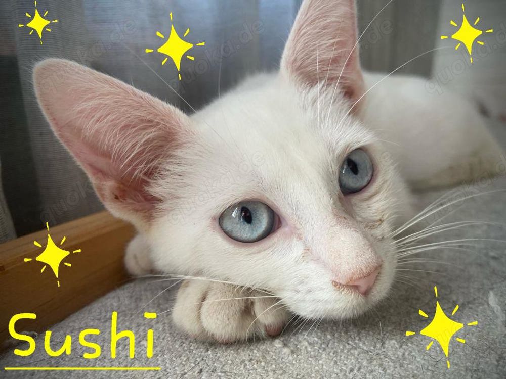 SUSHI Siam-Mix Kitten sucht Familie