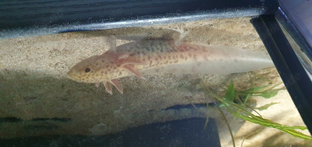 Axolotl Nachwuchs