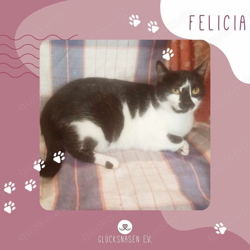Katze Felicia möchte bei Dir einziehen