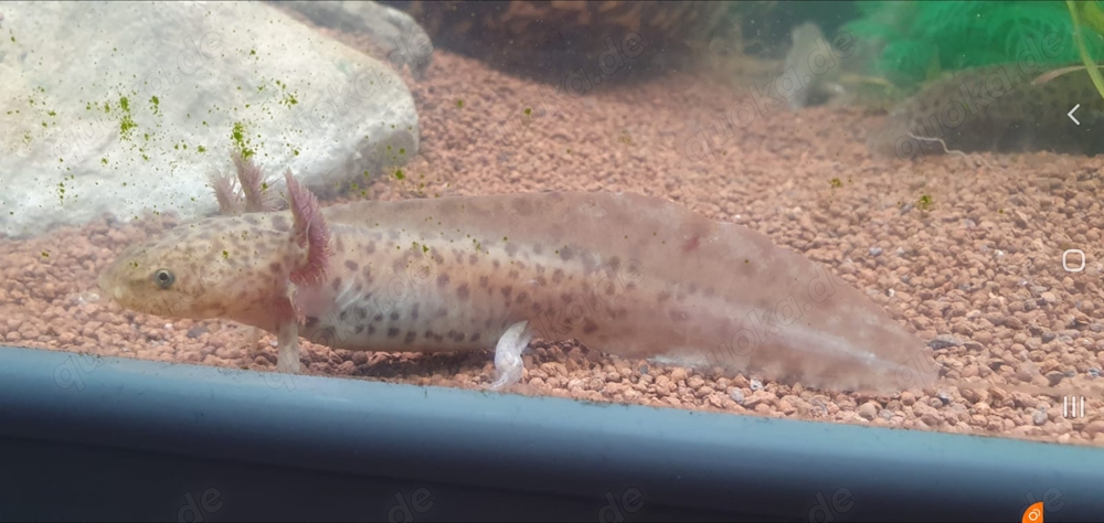 Axolotl Copper ca 20cm