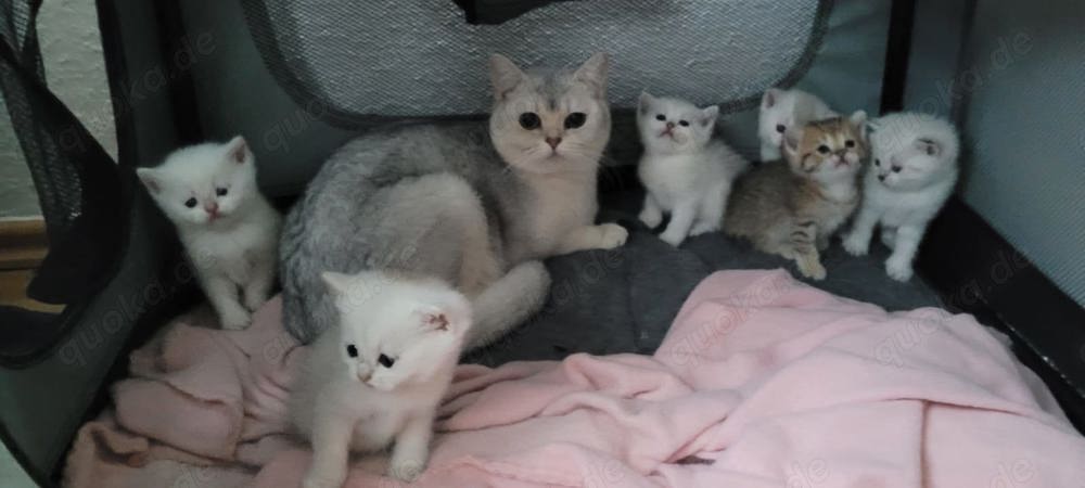 3 Britisch Kurzhaar Kitten abzugeben