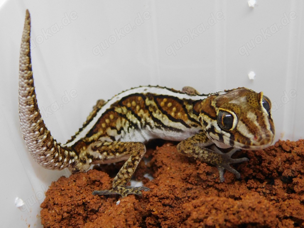 1.0 P. picta | Madagaskar Großkopf Gecko Männchen!