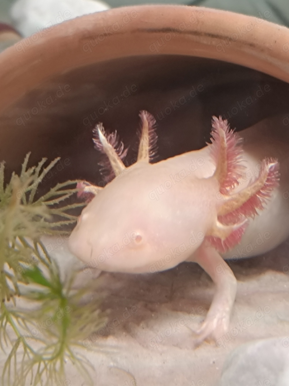 Axolotl weiblich, ca. 19 cm, Goldling aus MV