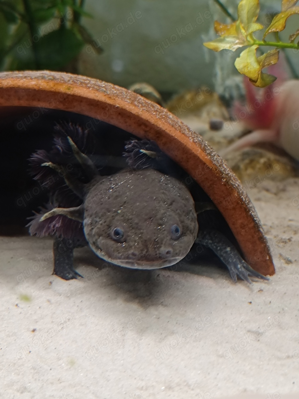 Axolotl, weiblich,ca.18 cm, Wildling aus MV 