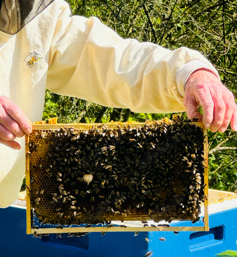 8 Bienenvölker - Carnica Königin 2023 - DNM Zarge