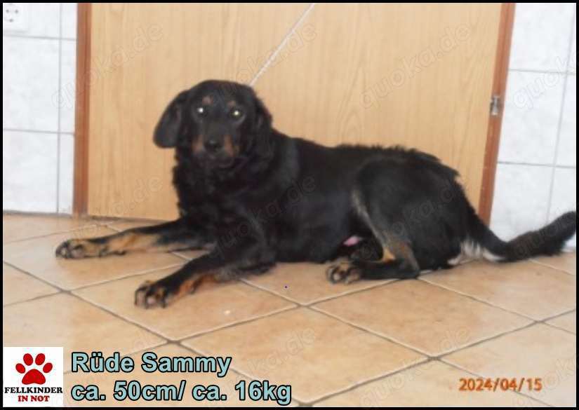 Sammy junger mittelgroßer Mischlingsrüde Mischling Rüde Junghund sucht Zuhause oder Pflegestelle