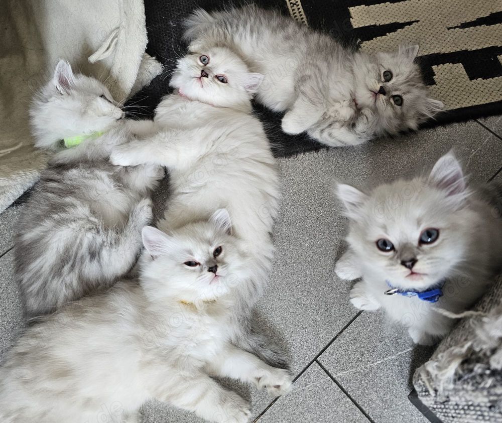 Wunderschöne reinrassige BLH Kitten aus liebevoller Hobbyzucht abzugeben