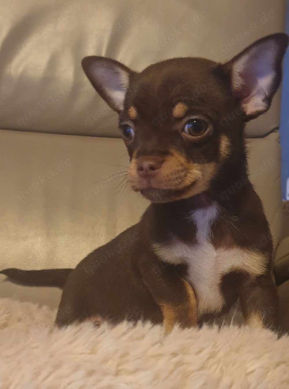 Kurzhaar Chihuahua Babys Husky-merle und schoko 