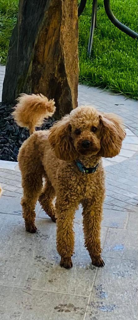 Deckrüde Mittel Pudel 