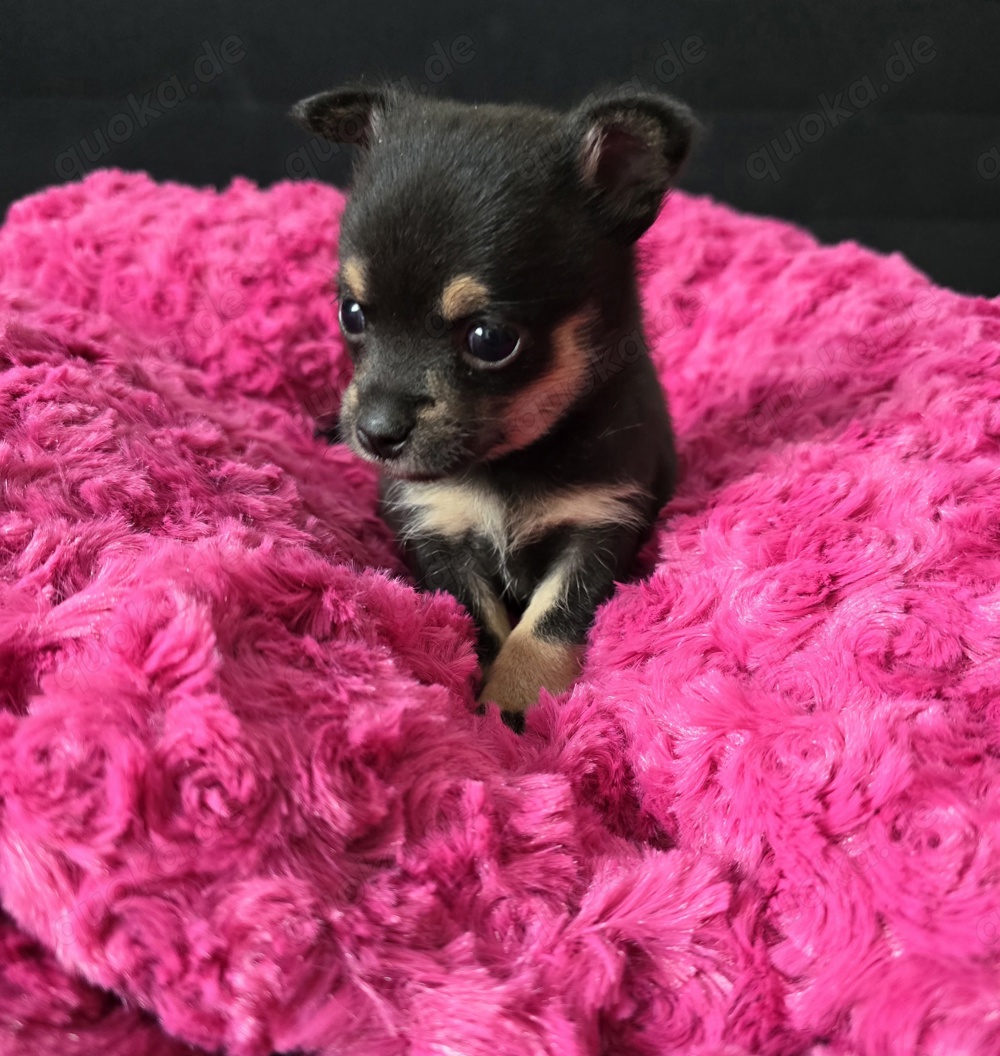 Pomchi Pomeranian Zwergspitz + Chihuahua