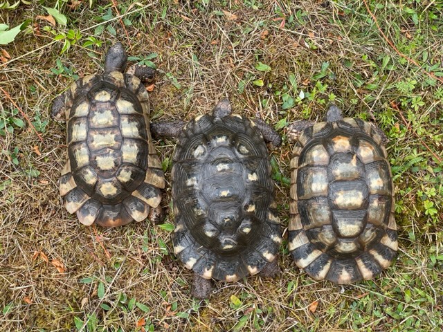 Zuchtpaar Breitrandschildkröten, Testudo marginata, griechische Landschildkröten