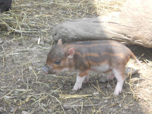 Sehr klein bleibende Miinischweinchen, Microschweinchen, Teacuppigs