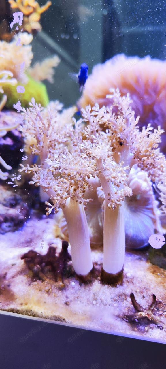 2x Meerwasser Keniabäumchen Koralle Capnella imbricata 15cm Weichkoralle
