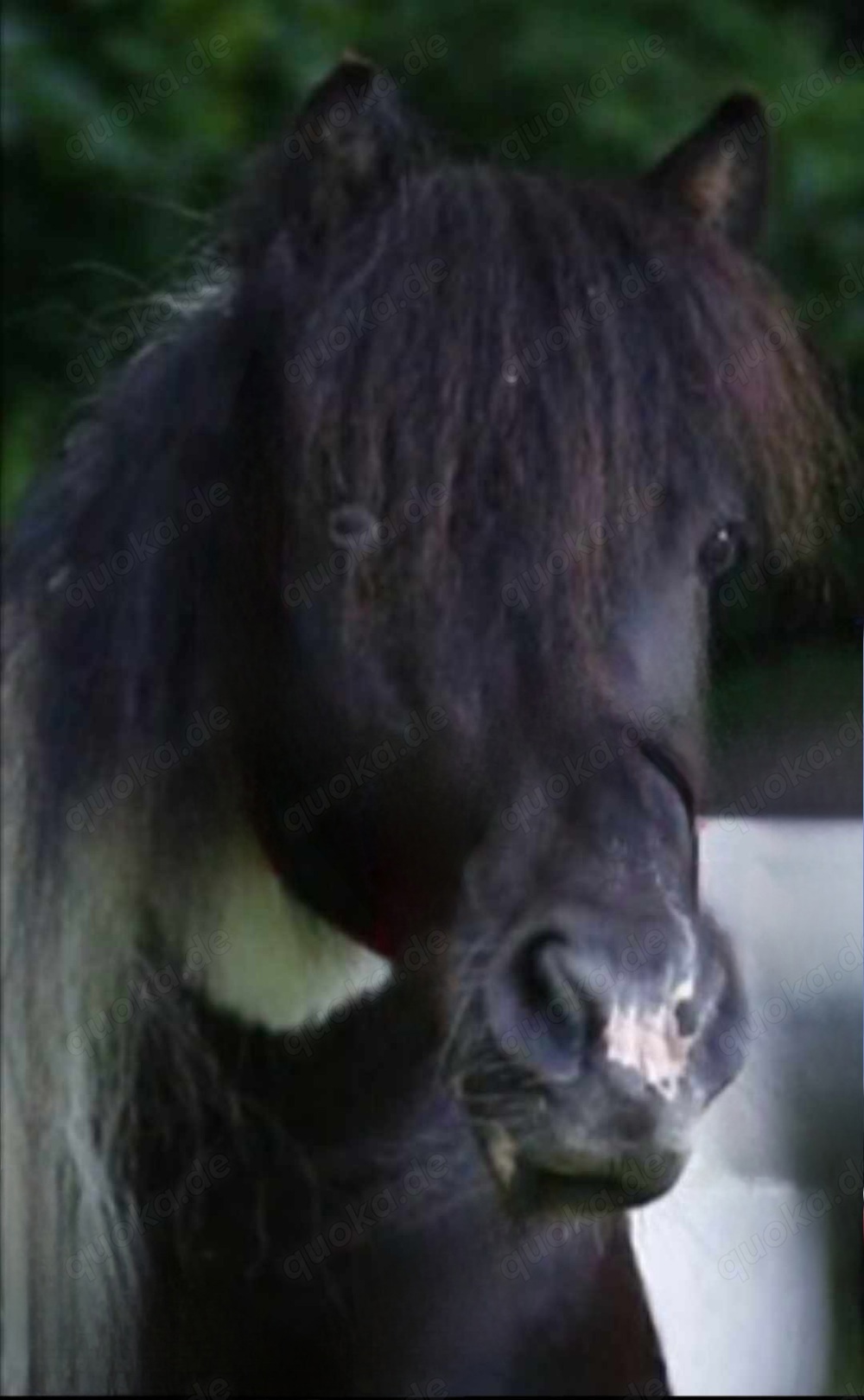 Pony reiten   Pferde  kennen lernen 