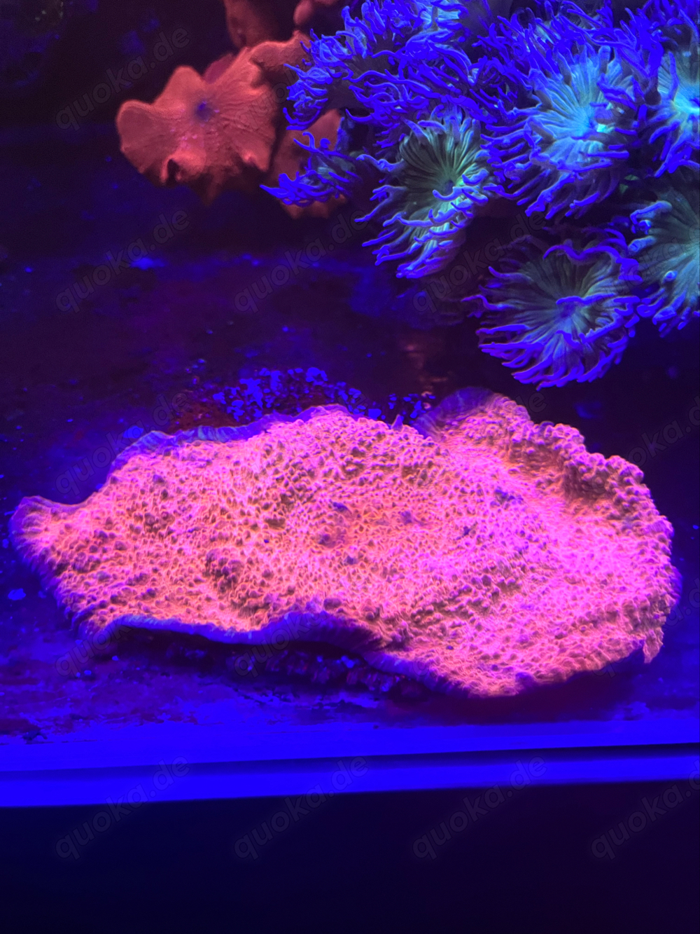meerwasser weichkorallen  sps 