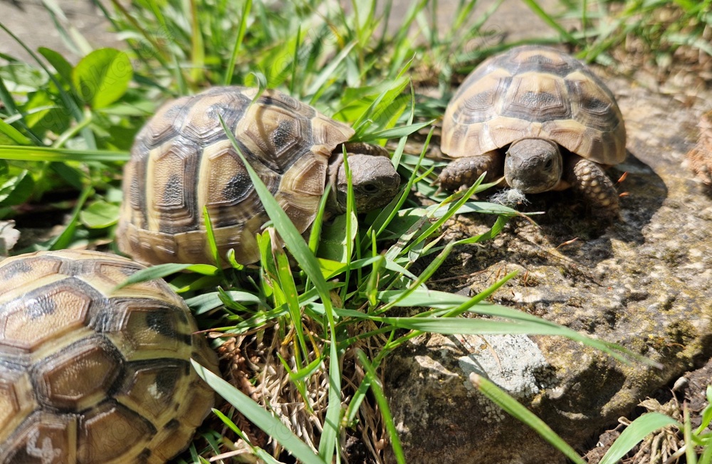 Landschildkröte   Testudo hermanni boettgeri