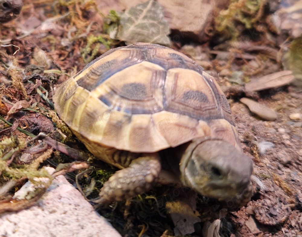 Griechische Landschildkröten - Testudo hermanni boettgeri   Nachzuchten 2023