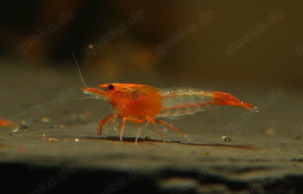 Orange Rili Garnelen - Neocaridina davidi