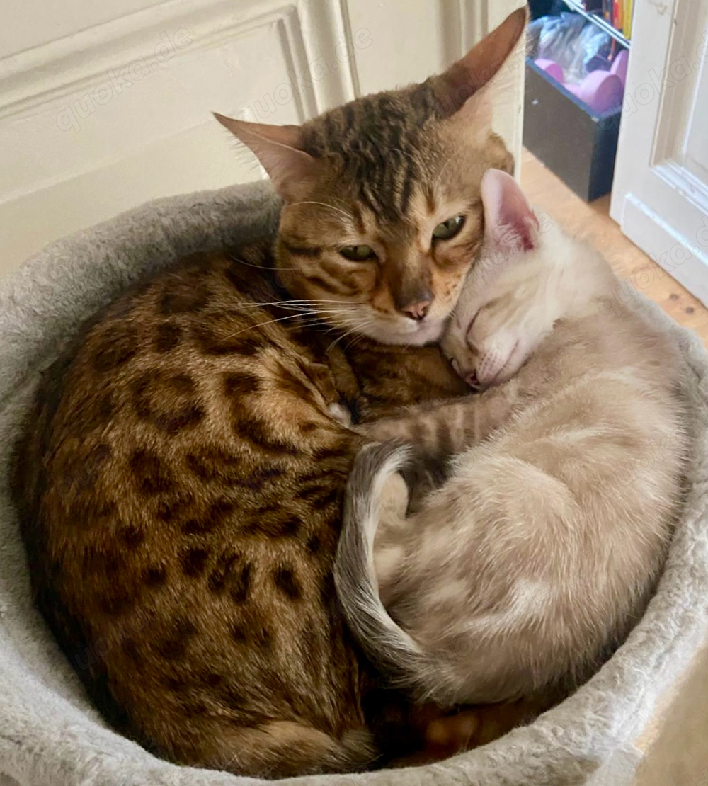 Snow Bengal (seal mink rosetted & seal mink marbled)