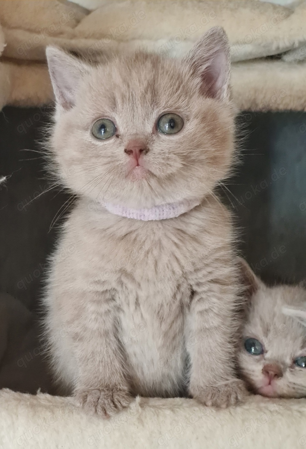 Britisch kurzhaar kitten  Fawn Lilac 