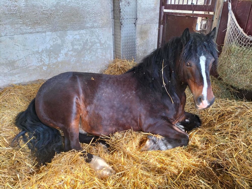 Biete Pflege-   Reitbeteiligung 