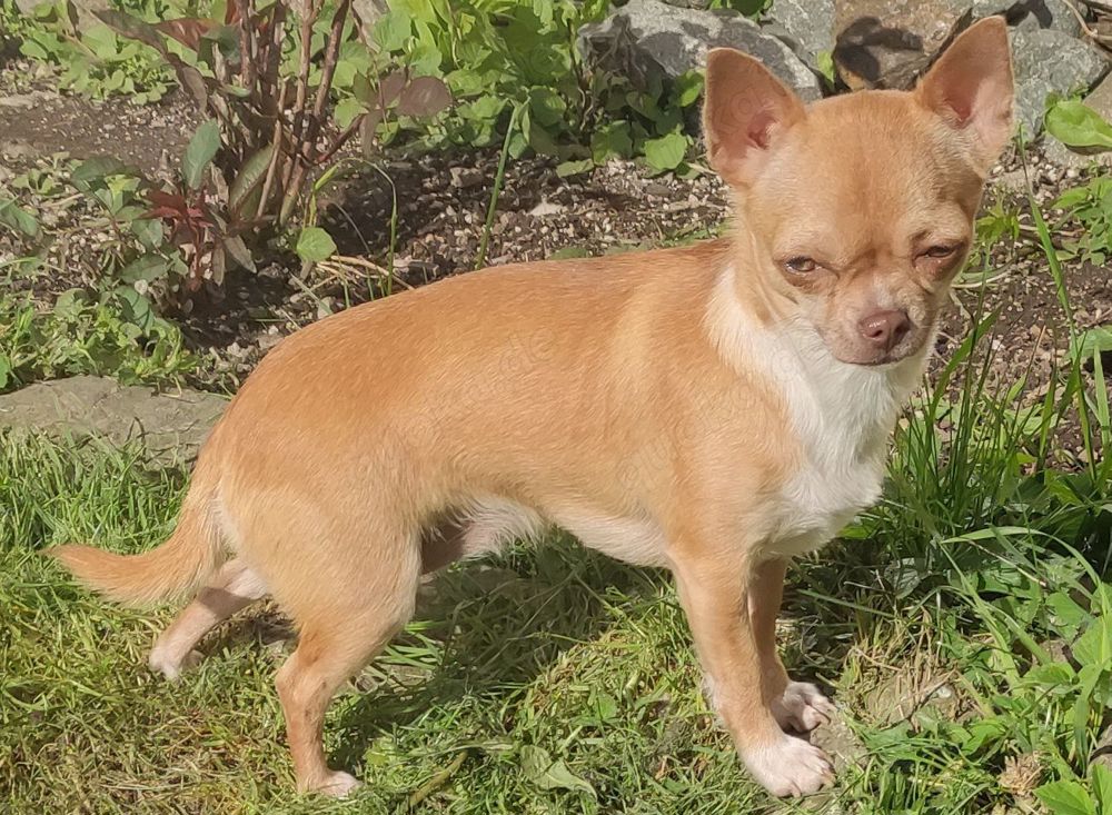 Chihuahuahündin mit Schokonase Kurzhaar 
