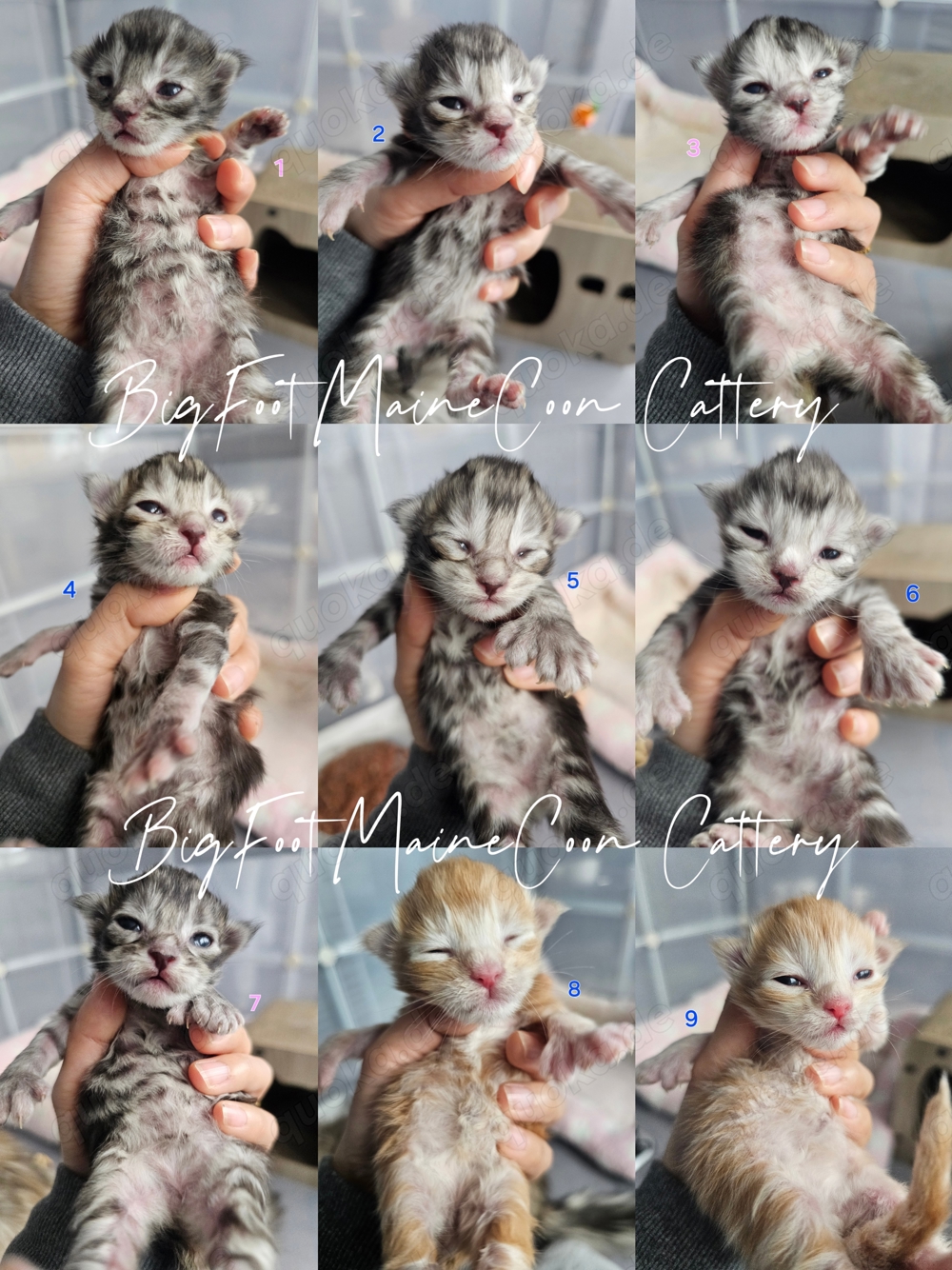 Reinrassig Maine-Coon Kitten mit Stammbaum Kater und Mädchen 