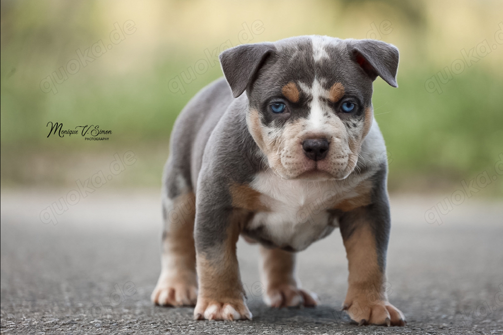American Bully Welpen mit ABKC Papiere 