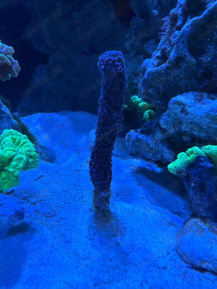 Korallenableger,  Stylophora pistillata "Milka"