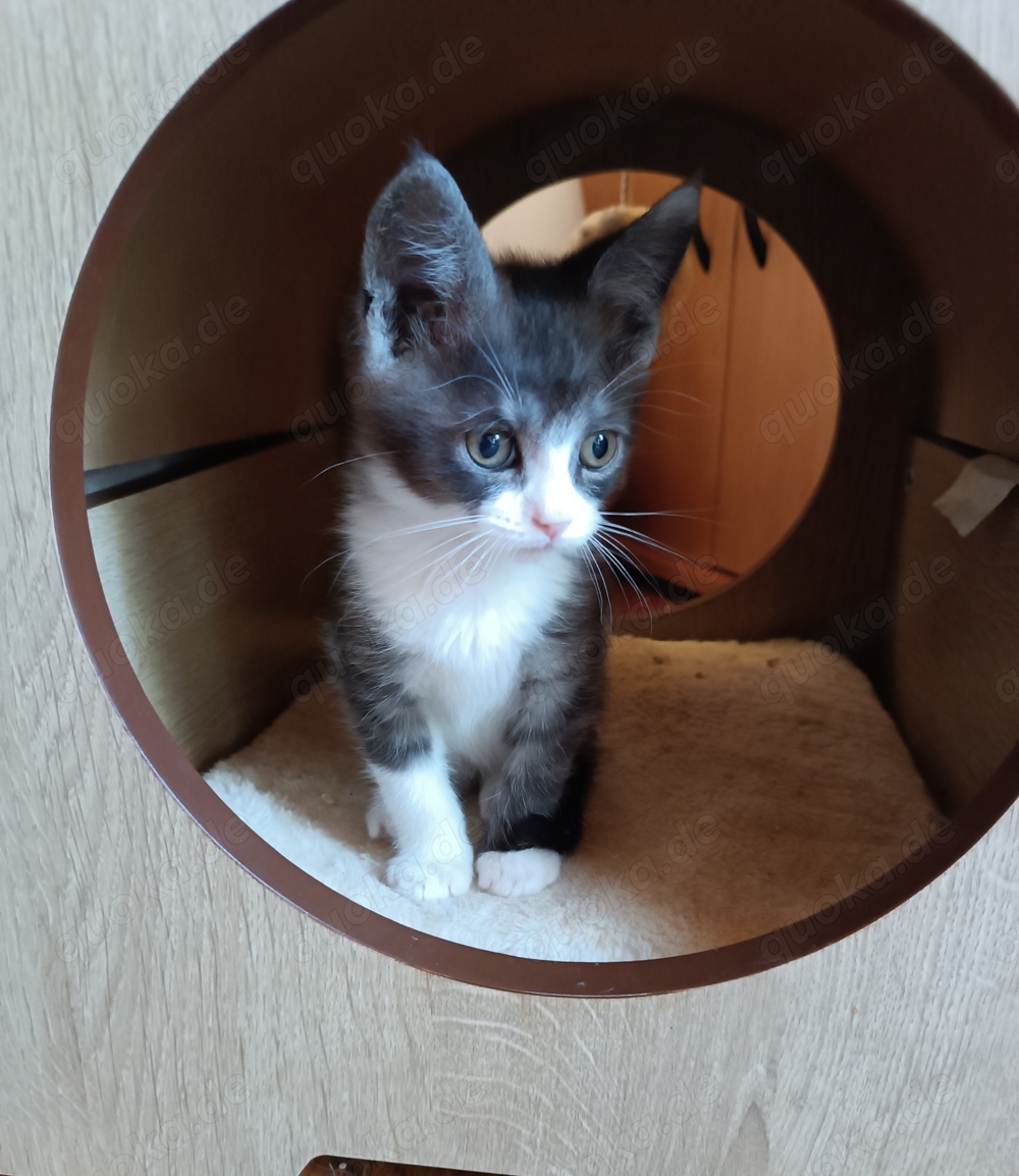 Reinrassiges Maine Coon Kater Baby 