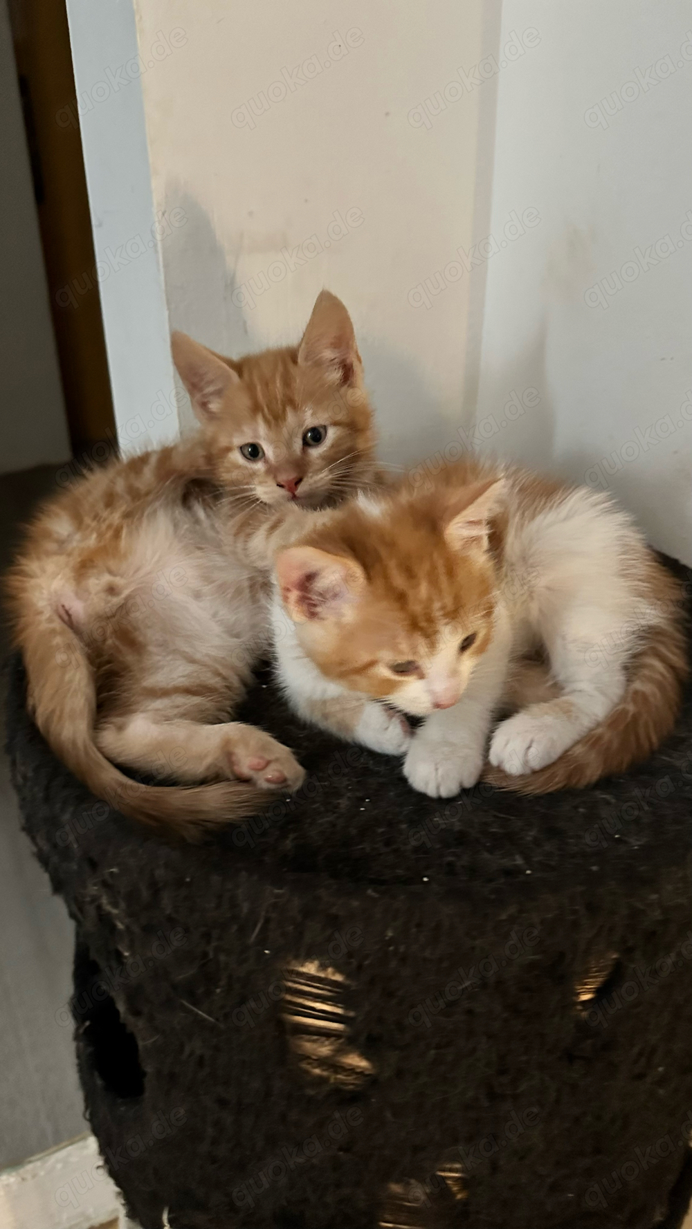 noch zwei Kater- Kitten dürfen ausziehen