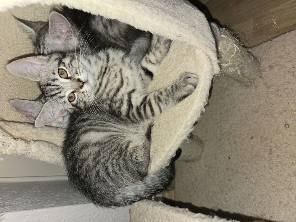 Süßer Kitten Kater sucht liebevolle Familie