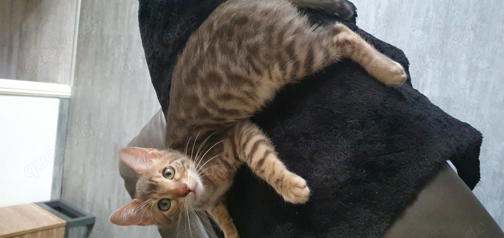 Reinrassige Bengal Kitten mit Stammbaum 