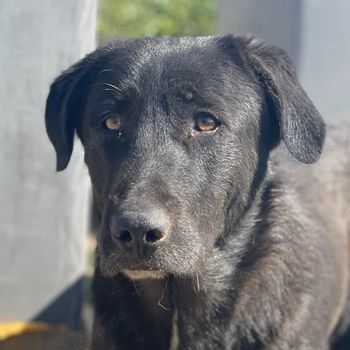 Donald, geb. ca. 09 2022, lebt in GRIECHENLAND, auf einem Gelände, auf dem die Hunde notdürftig vers