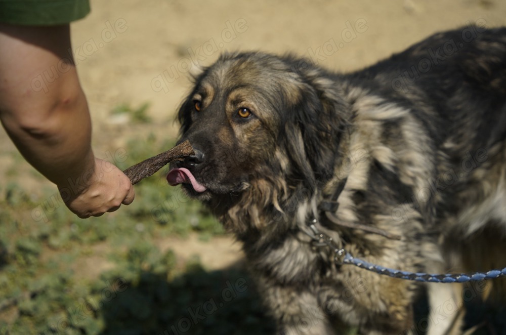 NOTFALL Liza, zZ in Ungarn, Hündin, kaukasischer Schäferhund (Owtscharka) verm reinrassig, groß