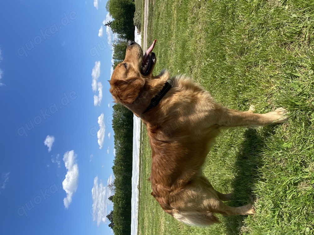 Golden Retriever Deckrüde anbieten