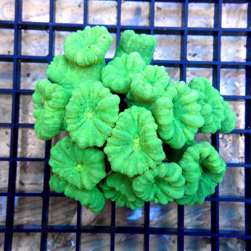 Caulastrea curvata - Grün (Neon) - Flötenkoralle 