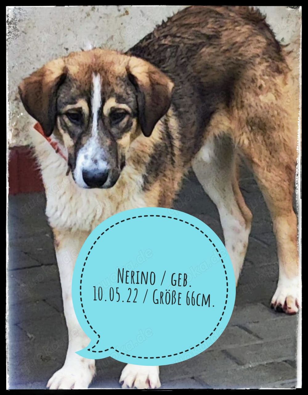 Nerino - der bildschöne Rüde sucht ein hundeerfahrenes Zuhause