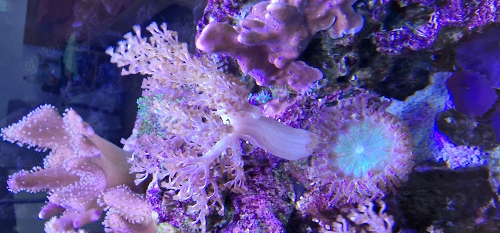  korallen meerwasser