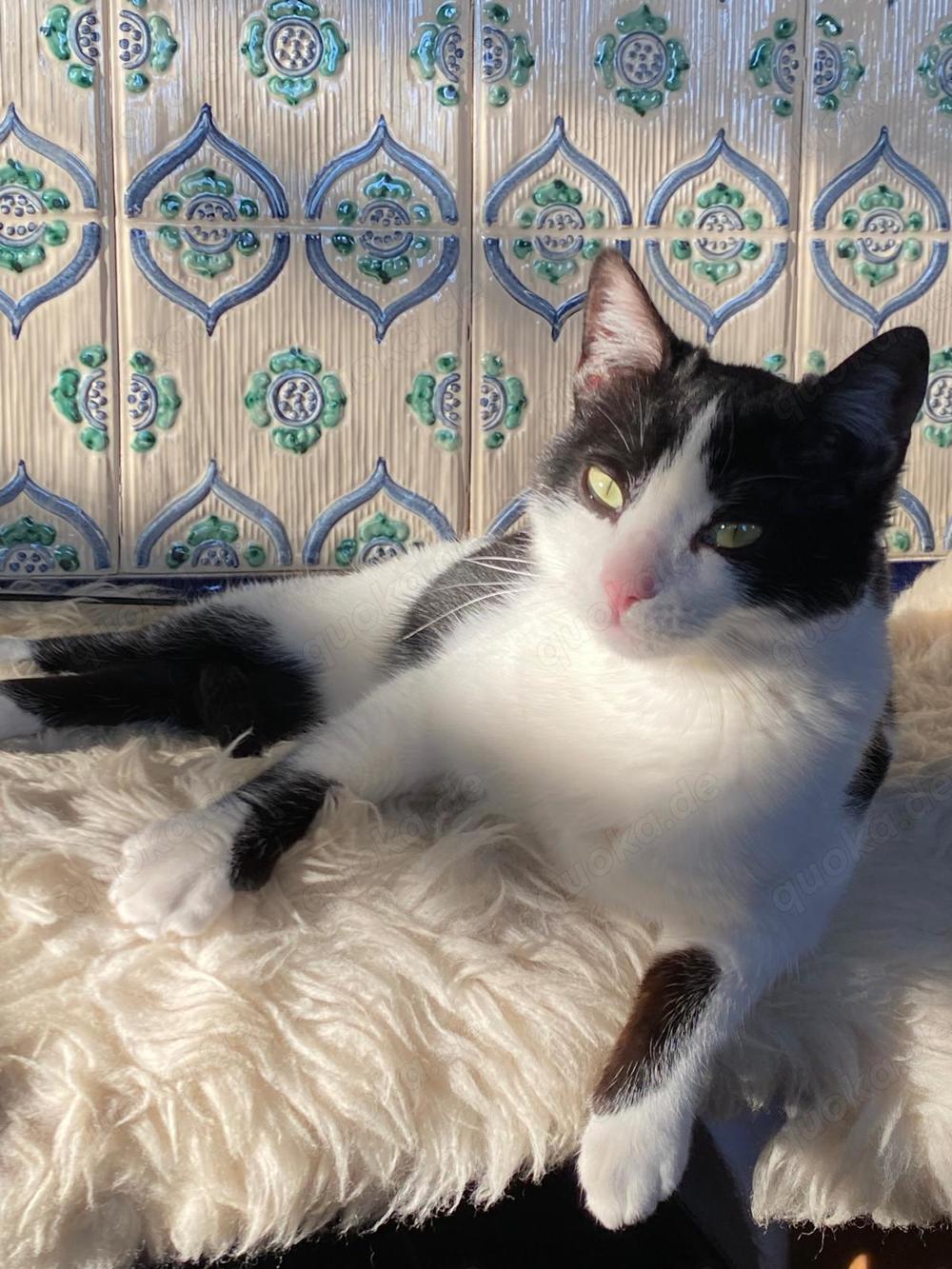  Sissi   liebevolle Katze sucht ein Zuhause mit Freigang!  