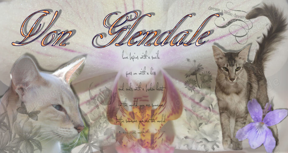 Orientalen Zucht " Von Glendale "